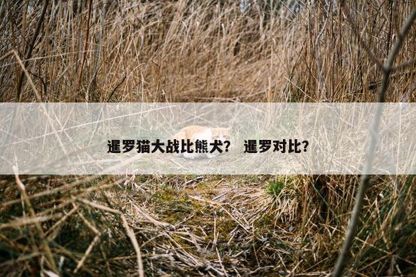 暹罗猫大战比熊犬？ 暹罗对比？