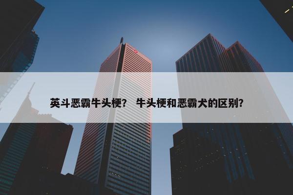英斗恶霸牛头梗？ 牛头梗和恶霸犬的区别？