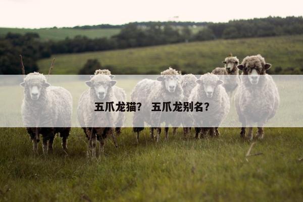 五爪龙猫？ 五爪龙别名？