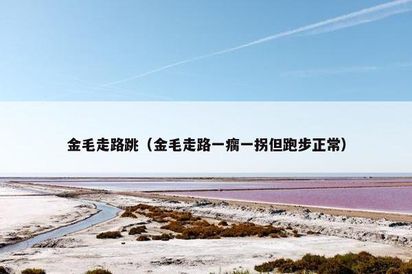 金毛走路跳（金毛走路一瘸一拐但跑步正常）