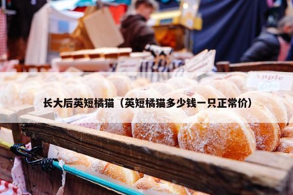 长大后英短橘猫（英短橘猫多少钱一只正常价）