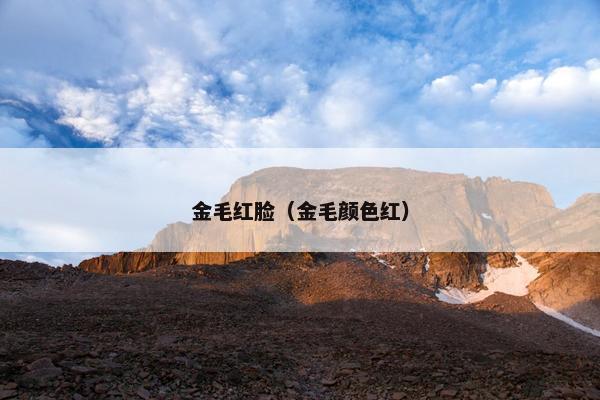金毛红脸（金毛颜色红）