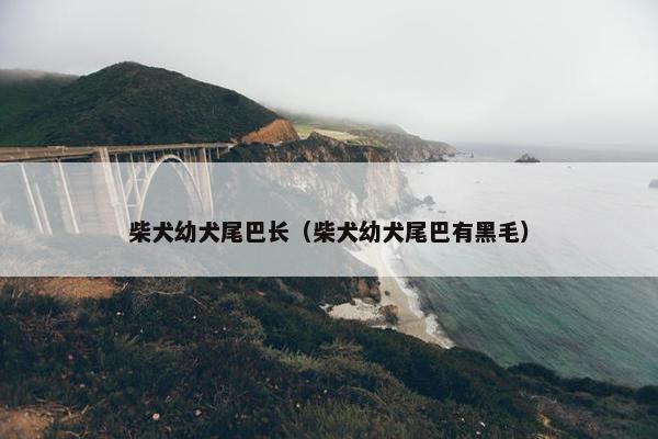 柴犬幼犬尾巴长（柴犬幼犬尾巴有黑毛）