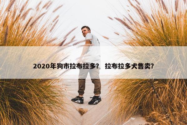 2020年狗市拉布拉多？ 拉布拉多犬售卖？