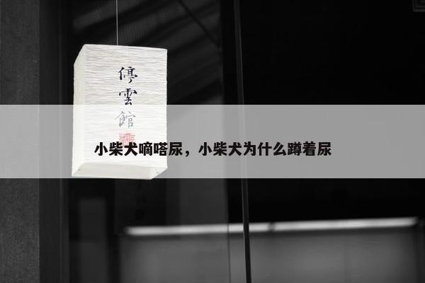 小柴犬嘀嗒尿，小柴犬为什么蹲着尿