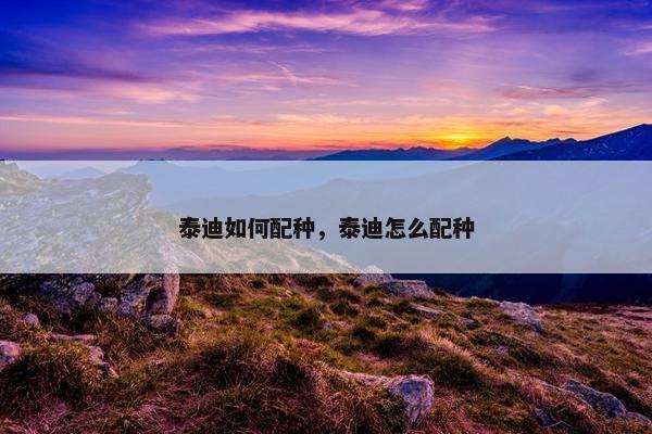 泰迪如何配种，泰迪怎么配种
