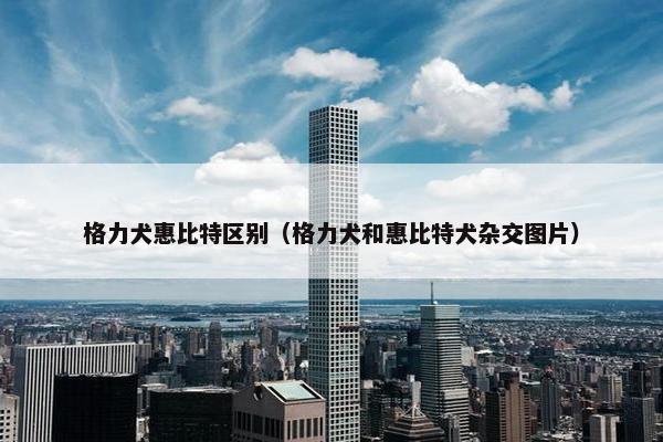 格力犬惠比特区别（格力犬和惠比特犬杂交图片）