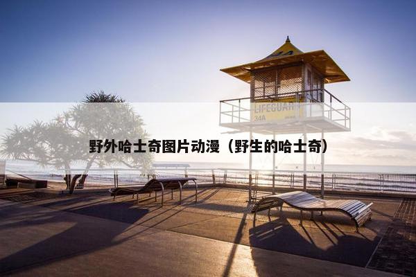 野外哈士奇图片动漫（野生的哈士奇）