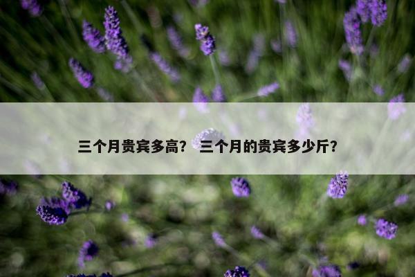 三个月贵宾多高？ 三个月的贵宾多少斤？