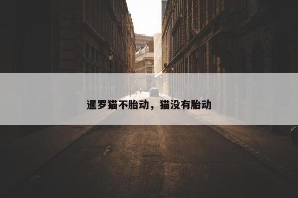 暹罗猫不胎动，猫没有胎动