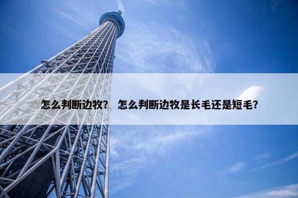 怎么判断边牧？ 怎么判断边牧是长毛还是短毛？