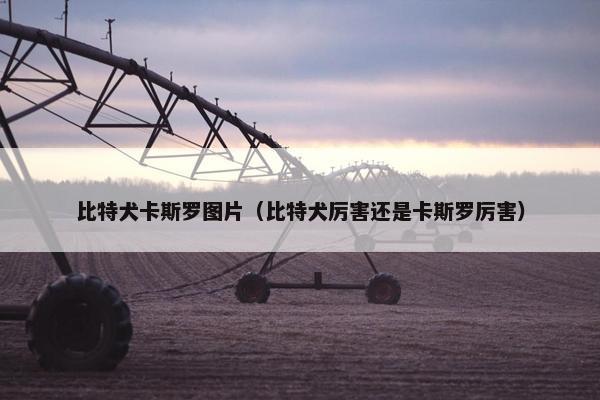 比特犬卡斯罗图片（比特犬厉害还是卡斯罗厉害）
