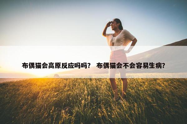 布偶猫会高原反应吗吗？ 布偶猫会不会容易生病？