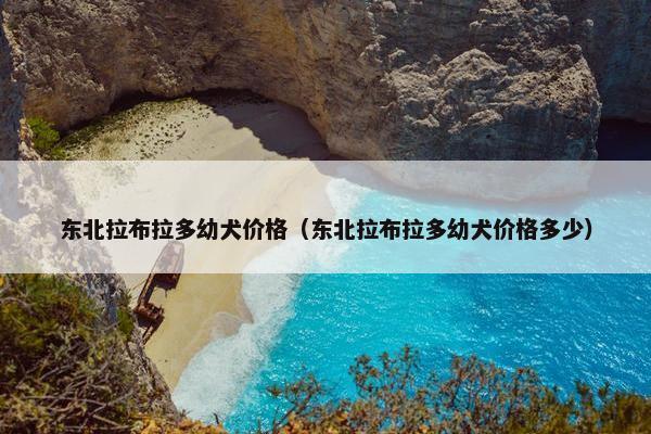 东北拉布拉多幼犬价格（东北拉布拉多幼犬价格多少）