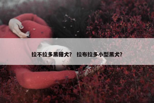 拉不拉多黑猎犬？ 拉布拉多小型黑犬？