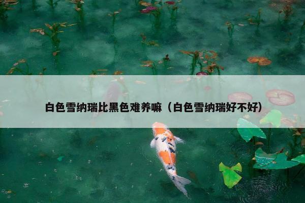 白色雪纳瑞比黑色难养嘛（白色雪纳瑞好不好）