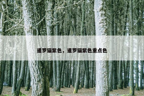 暹罗猫紫色，暹罗猫紫色重点色