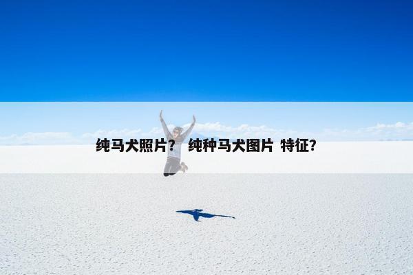 纯马犬照片？ 纯种马犬图片 特征？
