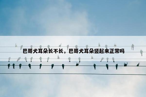 巴哥犬耳朵长不长，巴哥犬耳朵竖起来正常吗