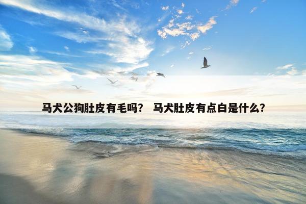 马犬公狗肚皮有毛吗？ 马犬肚皮有点白是什么？