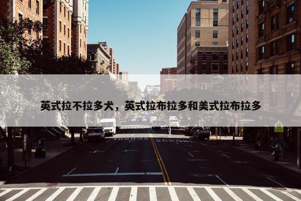 英式拉不拉多犬，英式拉布拉多和美式拉布拉多