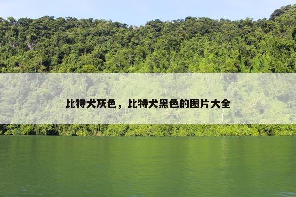 比特犬灰色，比特犬黑色的图片大全