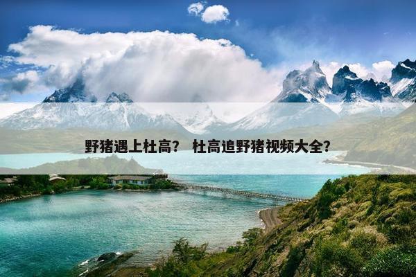 野猪遇上杜高？ 杜高追野猪视频大全？