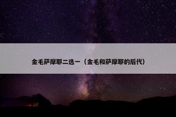 金毛萨摩耶二选一（金毛和萨摩耶的后代）
