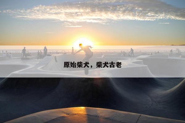 原始柴犬，柴犬古老