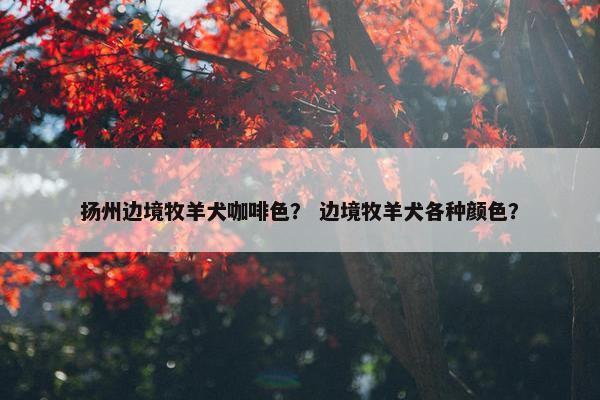 扬州边境牧羊犬咖啡色？ 边境牧羊犬各种颜色？