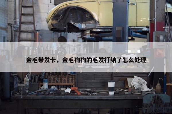 金毛带发卡，金毛狗狗的毛发打结了怎么处理