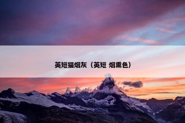 英短猫烟灰（英短 烟熏色）