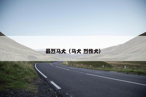 最烈马犬（马犬 烈性犬）