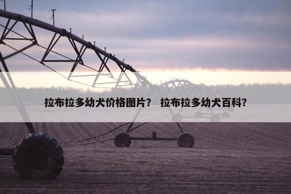 拉布拉多幼犬价格图片？ 拉布拉多幼犬百科？