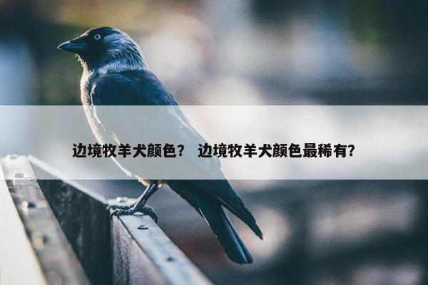 边境牧羊犬颜色？ 边境牧羊犬颜色最稀有？