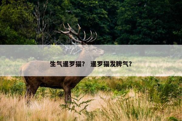 生气暹罗猫？ 暹罗猫发脾气？