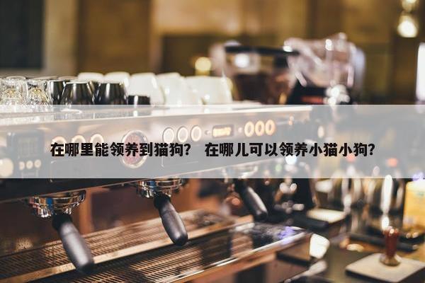 在哪里能领养到猫狗？ 在哪儿可以领养小猫小狗？