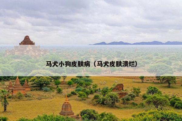 马犬小狗皮肤病（马犬皮肤溃烂）