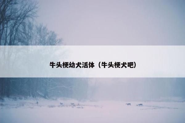 牛头梗幼犬活体（牛头梗犬吧）