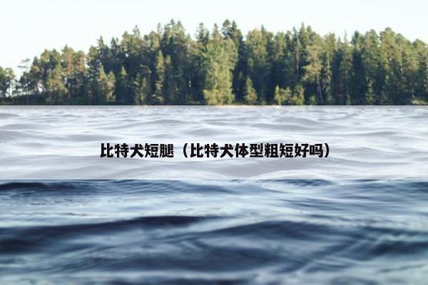 比特犬短腿（比特犬体型粗短好吗）