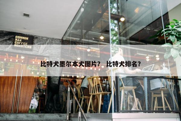 比特犬墨尔本犬图片？ 比特犬排名？