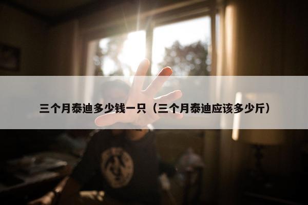 三个月泰迪多少钱一只（三个月泰迪应该多少斤）