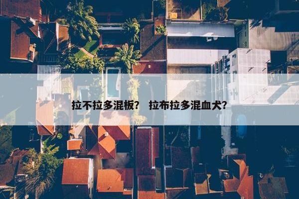 拉不拉多混板？ 拉布拉多混血犬？