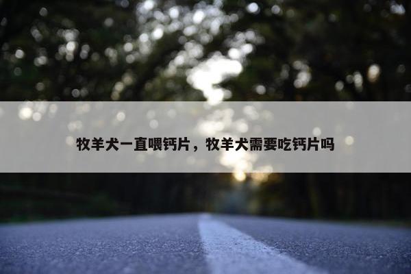 牧羊犬一直喂钙片，牧羊犬需要吃钙片吗