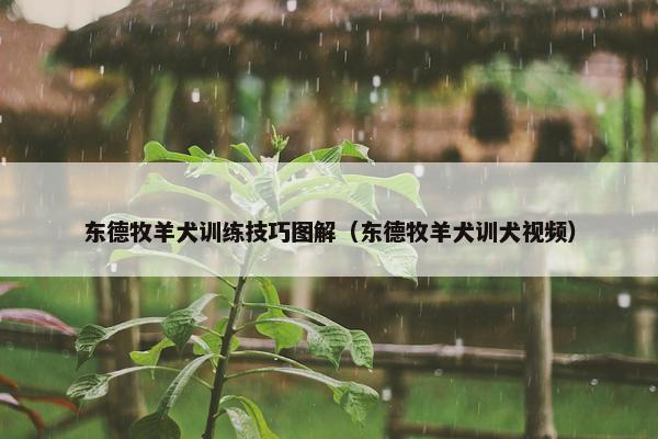 东德牧羊犬训练技巧图解（东德牧羊犬训犬视频）