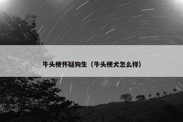 牛头梗怀疑狗生（牛头梗犬怎么样）