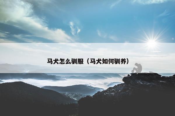 马犬怎么驯服（马犬如何驯养）
