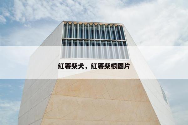 红薯柴犬，红薯柴根图片