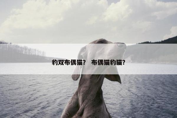 豹双布偶猫？ 布偶猫豹猫？