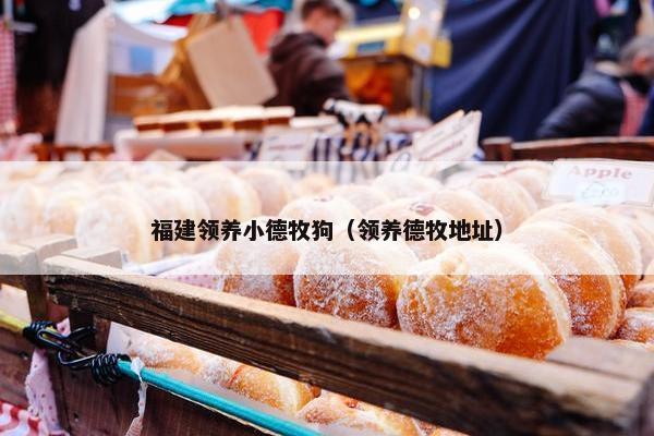 福建领养小德牧狗（领养德牧地址）